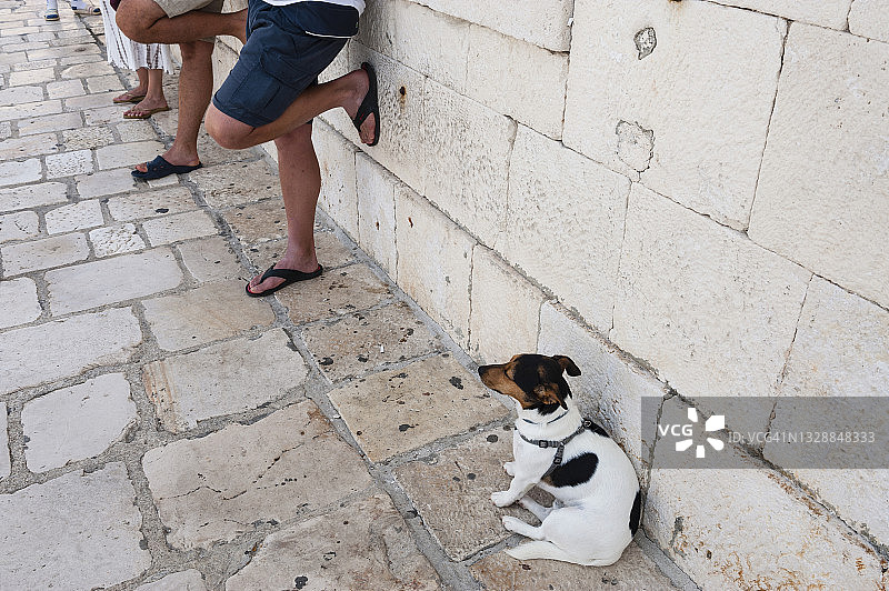 船长的狗图片素材