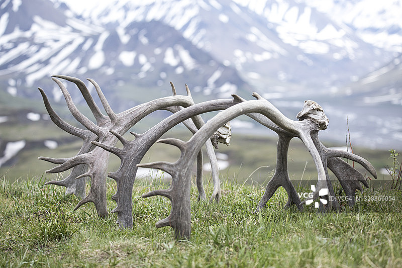 鹿角#1图片素材