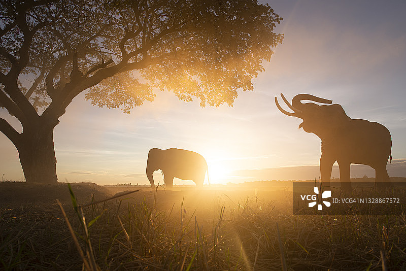 大象村图片素材