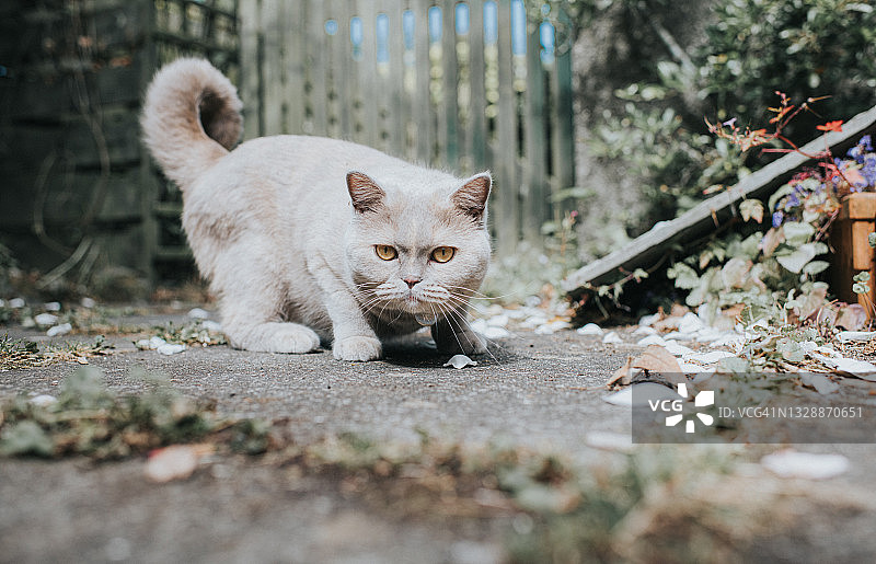 灰猫摆出战斗姿态，警惕地看着镜头图片素材