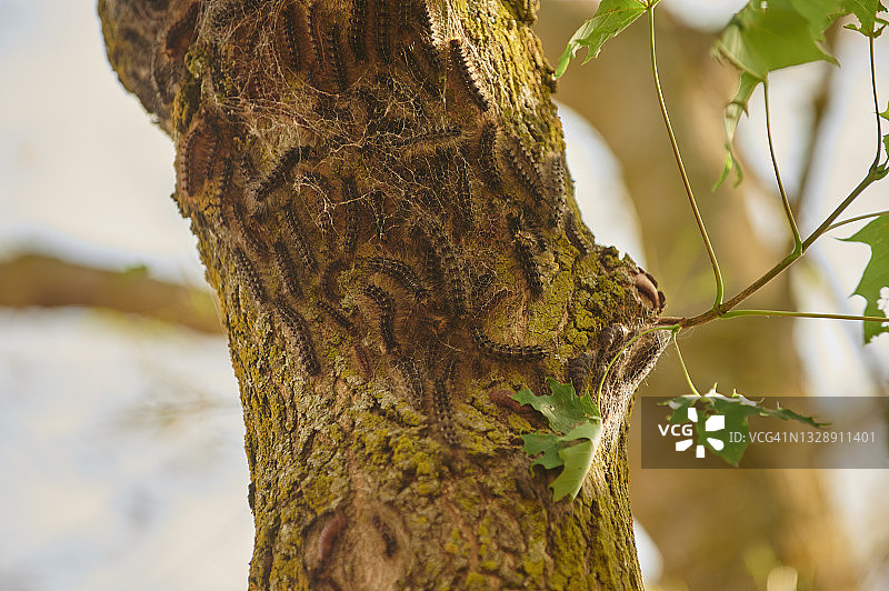 舞毒蛾毛虫侵扰图片素材