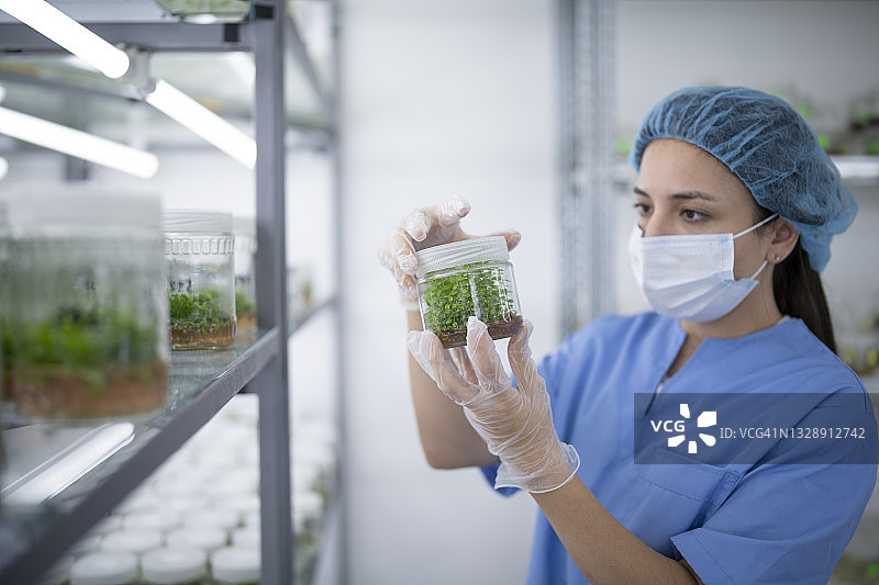 在植物学实验室中检查体外植物的科学家图片素材
