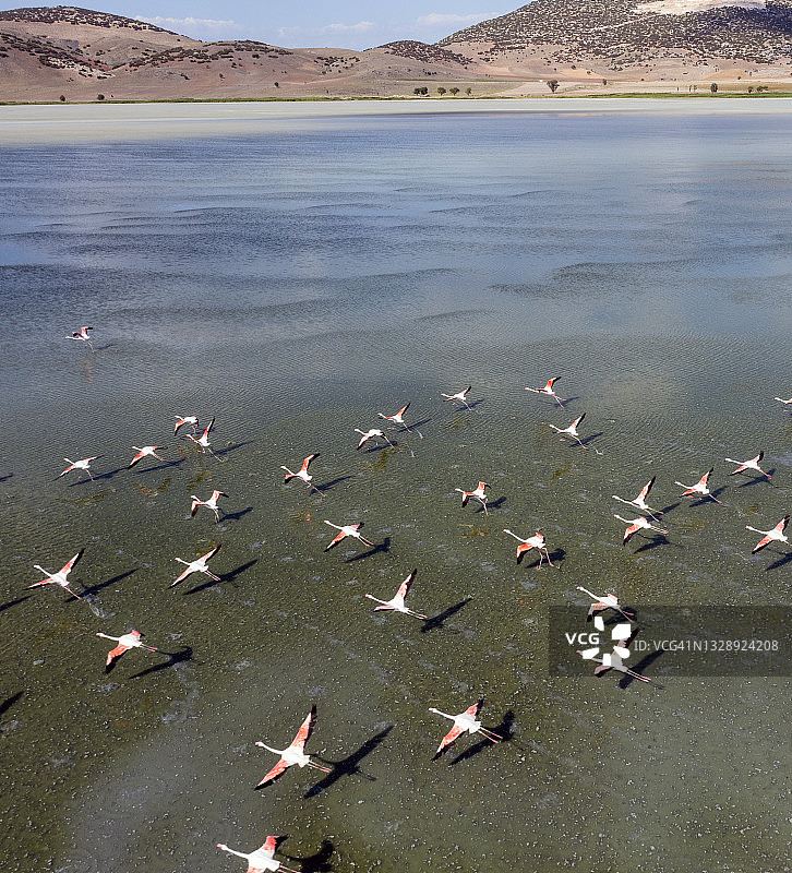 在湖面上飞翔的火烈鸟图片素材