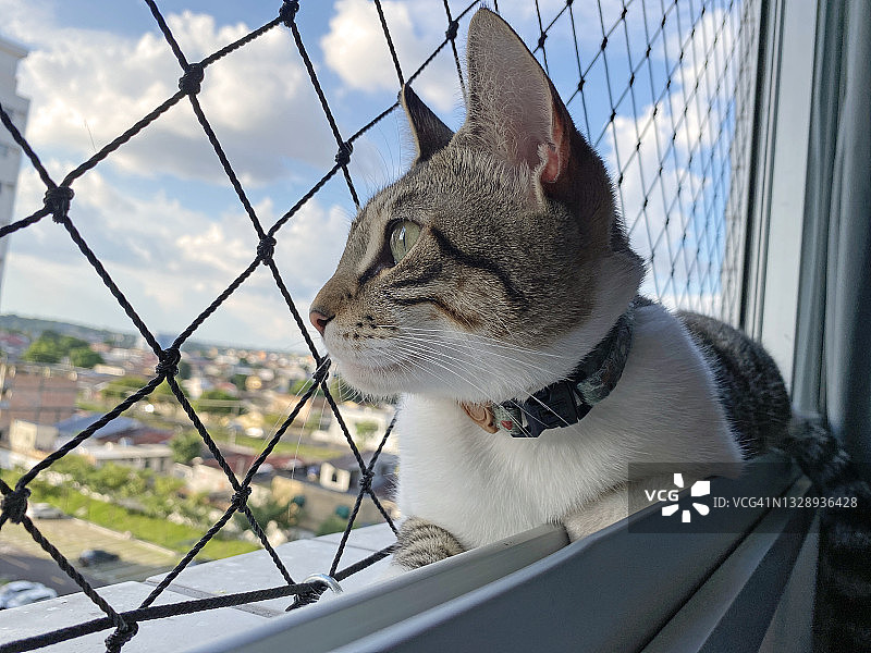 快乐的宠物猫图片素材