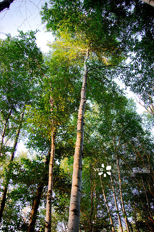 北方森林中的白杨树图片素材