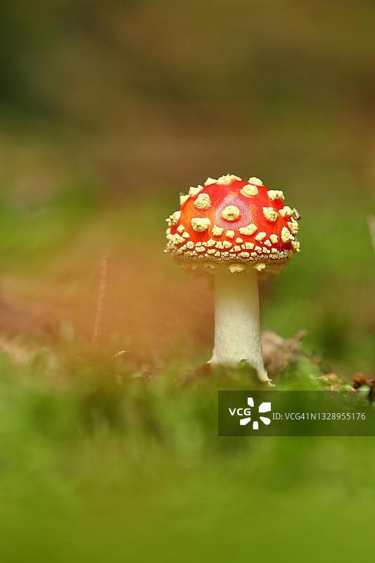 北莱茵-威斯特法伦州森林地面的毒蝇伞图片素材