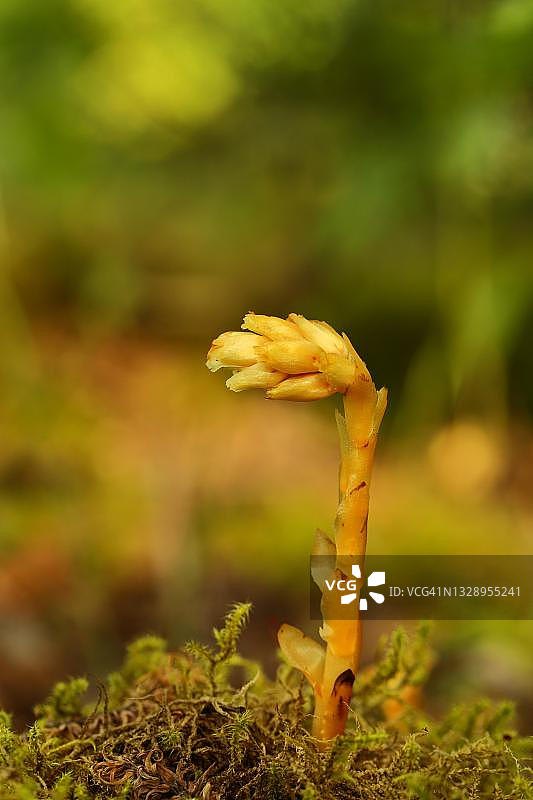 森林边缘的假水晶兰，德国北莱茵-威斯特法伦州图片素材