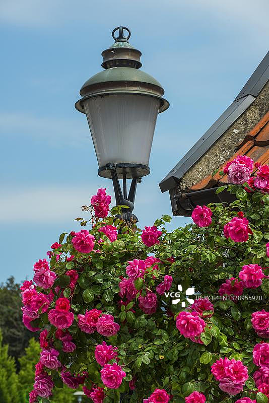 瑞典于斯塔德小镇街灯旁的玫瑰图片素材