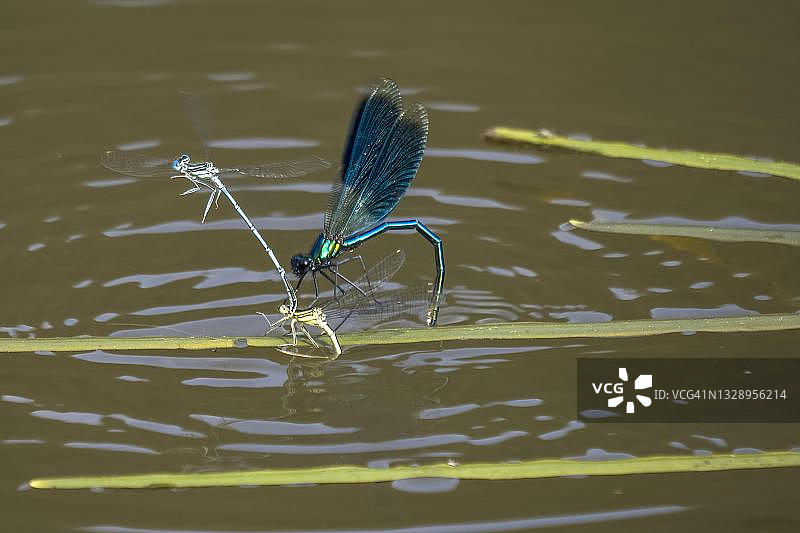 条纹豆娘雄性攻击正在产卵的豆娘，德国黑森图片素材