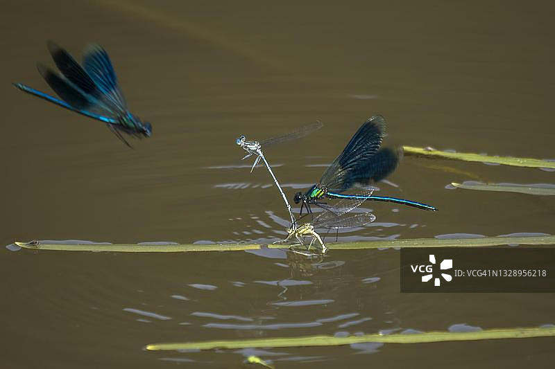 雄性华丽豆娘攻击马蹄豆娘图片素材