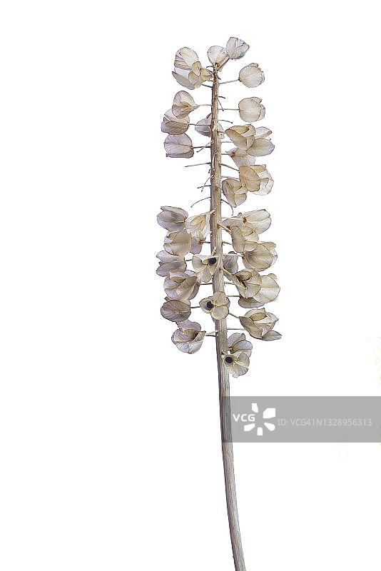 德国风信子种子头，白色背景图片素材