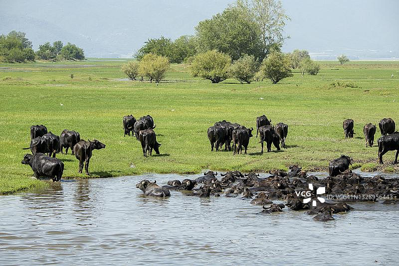 在希腊马其顿刻尔基尼湖奔跑的水牛图片素材