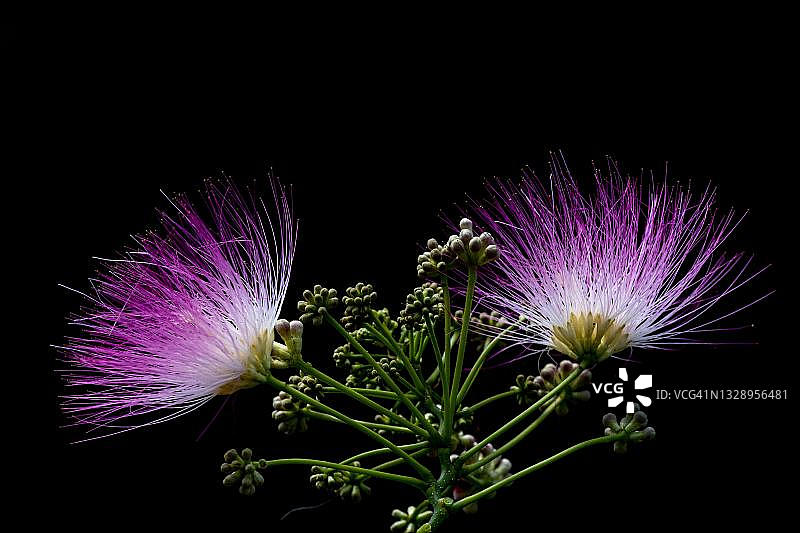 合欢花特写，希腊马其顿Lake Kerkini图片素材