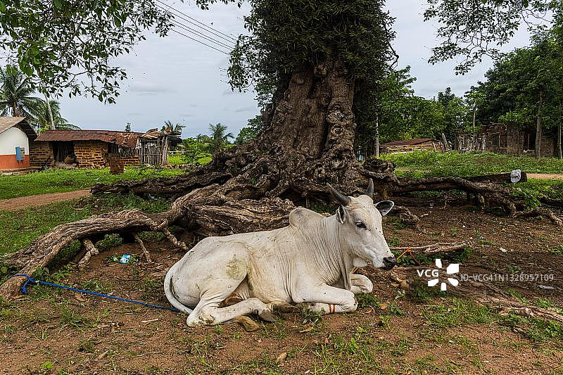 尼日利亚阿洛克：巨树前的牧牛图片素材