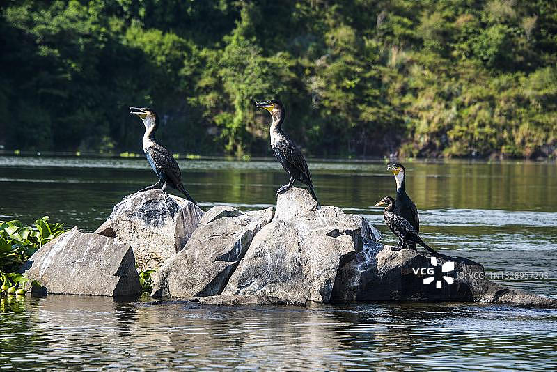 白胸鸬鹚，尼罗河源头，乌干达金贾图片素材