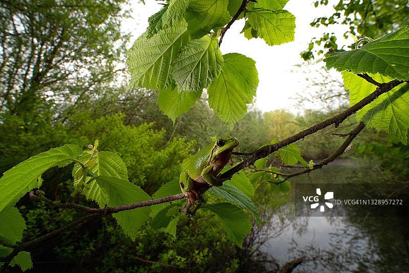 攀爬树木的欧洲树蛙图片素材