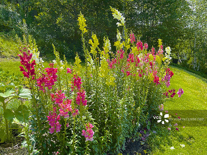 阳光下的彩色金鱼草，西斯托克布里奇图片素材