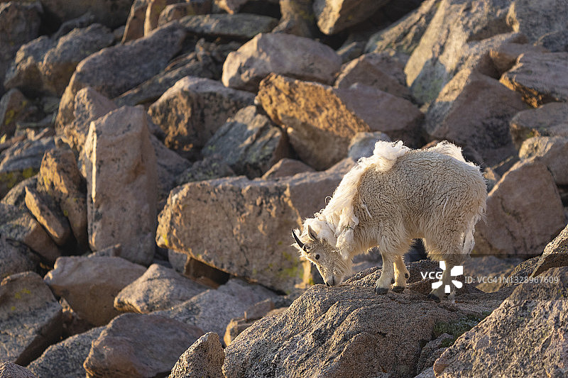 科罗拉多州埃文斯山图片素材