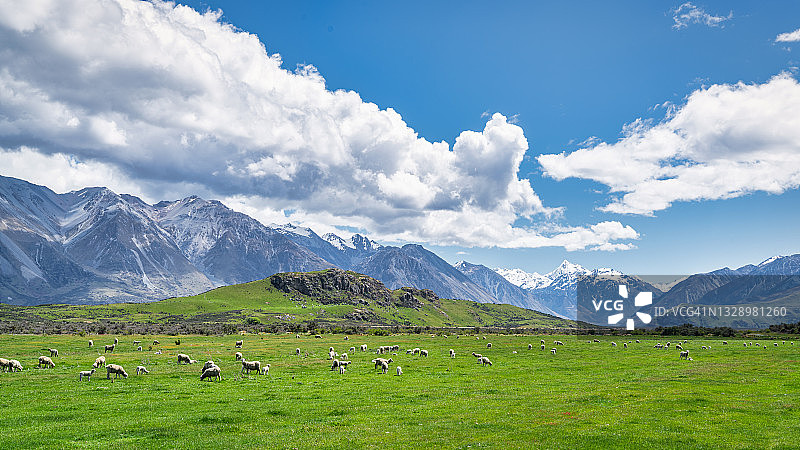 新西兰阿什伯顿湖区星期日山上的羊群图片素材