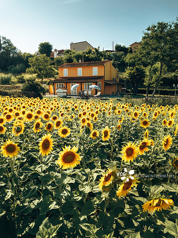 盛夏向日葵花田中的房屋图片素材