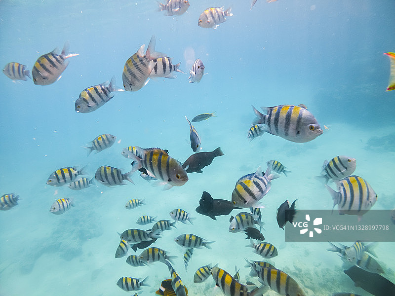 红海埃及的珊瑚礁和热带鱼图片素材