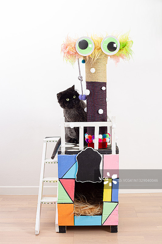 猫抓板图片素材