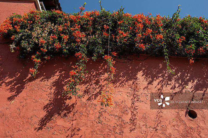 攀援在红锈色墙壁上的炮仗花图片素材