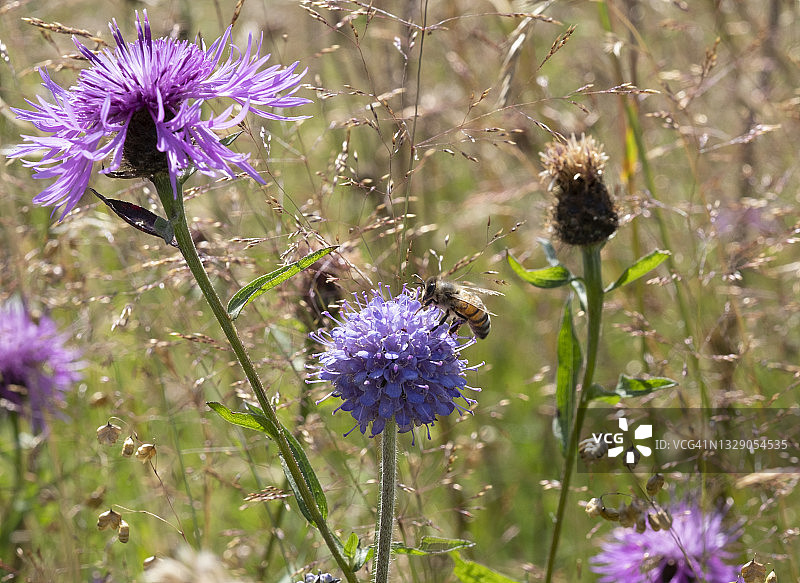 蜜蜂停留在蓝色蓝盆花上图片素材