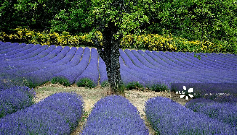 薰衣草花田图片素材