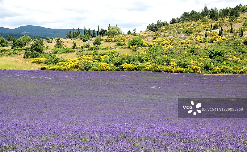 薰衣草花田图片素材