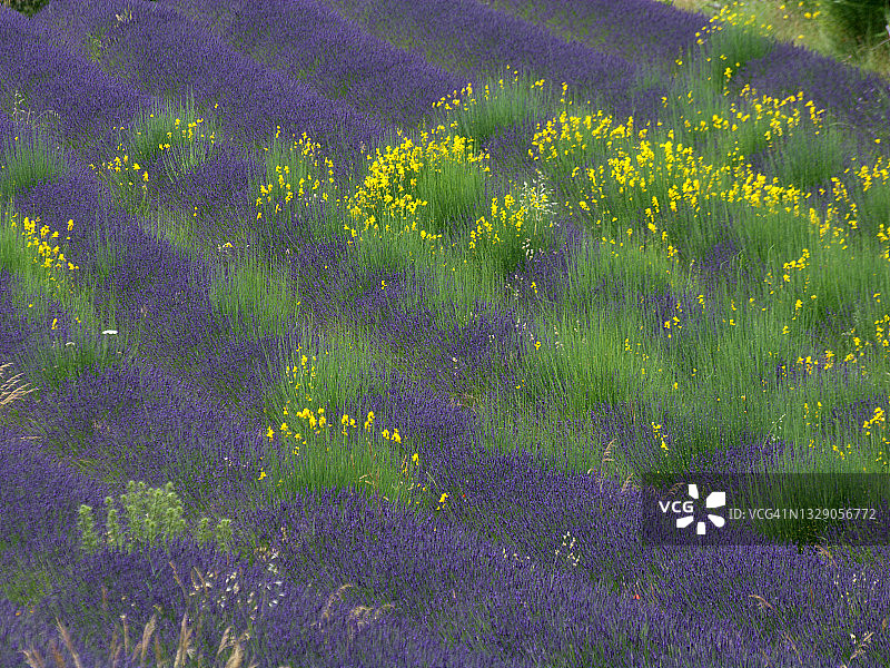 薰衣草花田图片素材