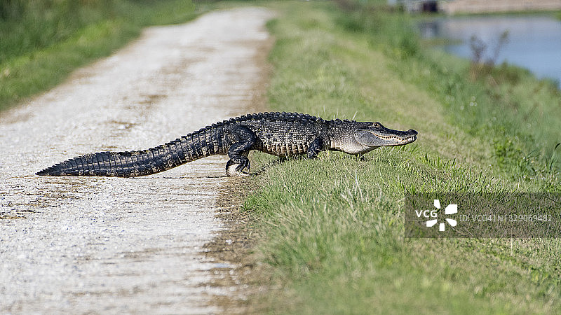 鳄鱼过马路图片素材