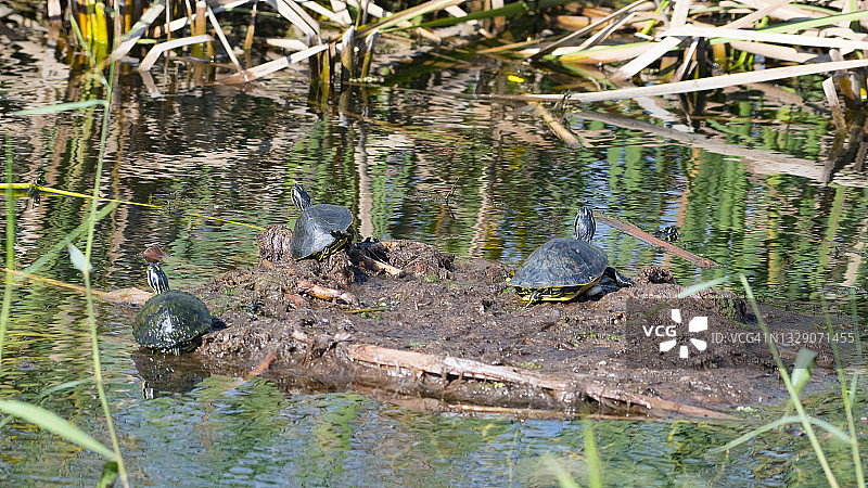 三只晒太阳的小乌龟图片素材