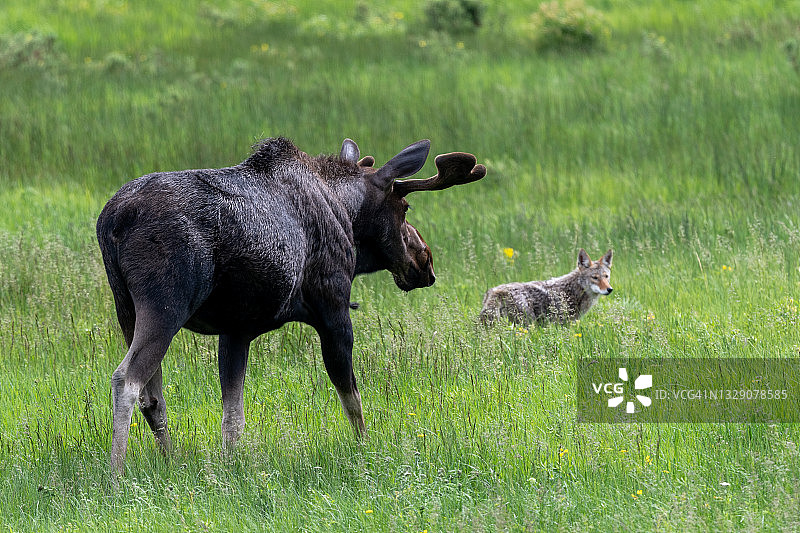 落基山国家公园里驼鹿追逐郊狼图片素材