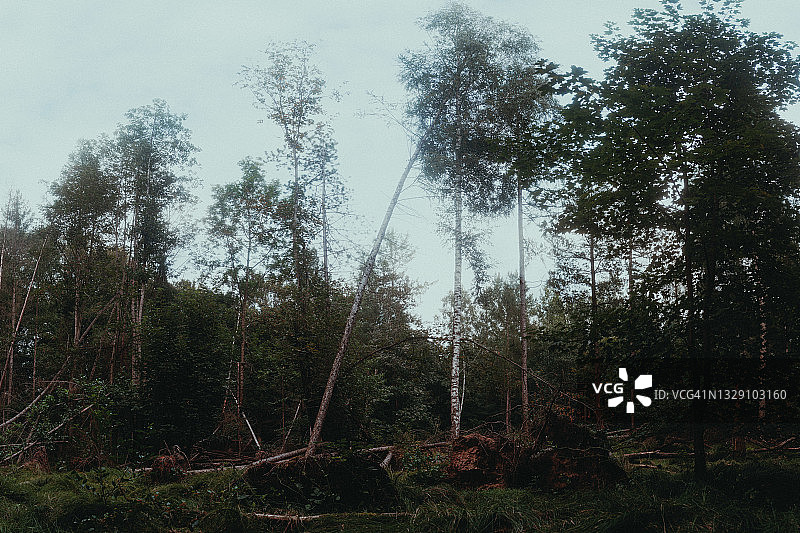 德国森林图片素材