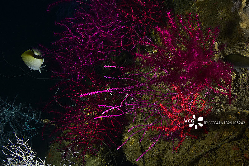 红色珊瑚图片素材