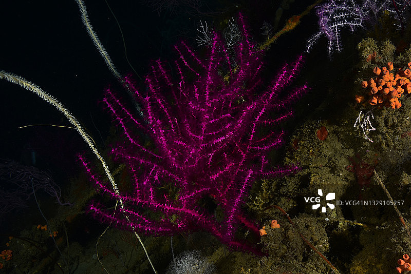 红色珊瑚图片素材