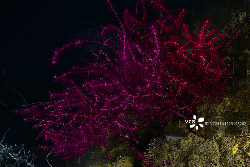 红色珊瑚图片素材