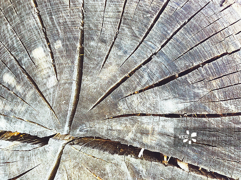 桉树树干横截面特写图片素材