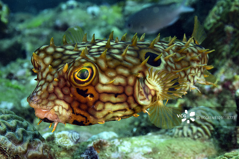 网纹刺鲀图片素材