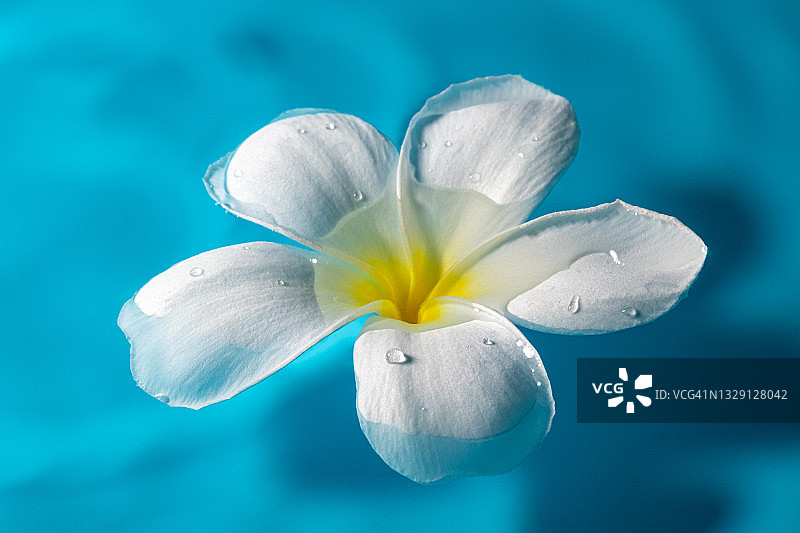 漂浮在波纹水游泳池中的白色鸡蛋花图片素材