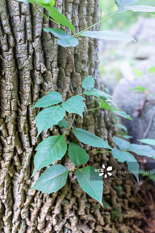 粗糙树皮树干上的攀缘植物绿叶，毒葛图片素材