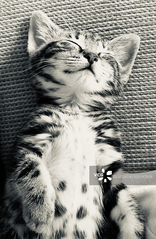 熟睡的虎斑小猫图片素材