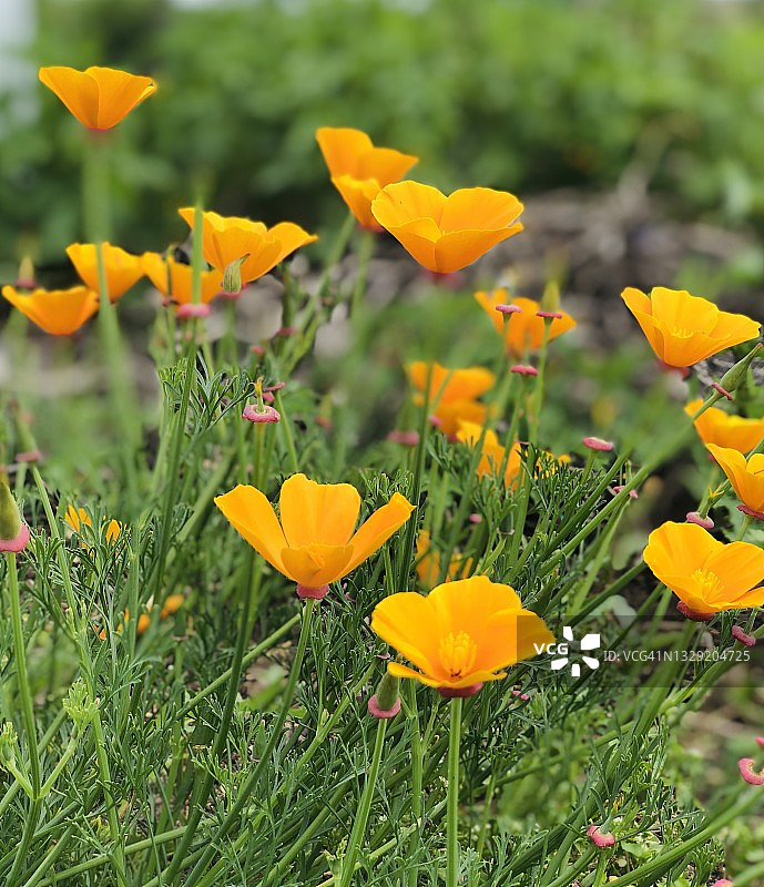 加州罂粟花图片素材