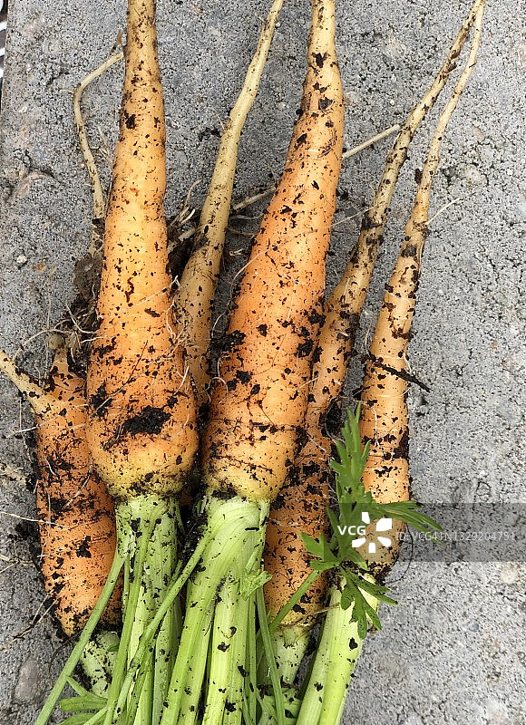 胡萝卜图片素材