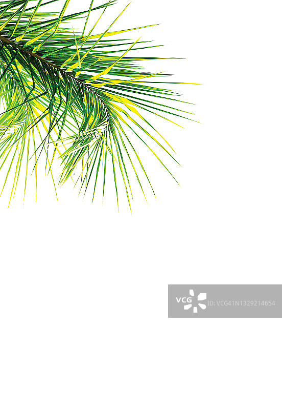 孤立的棕榈树图片素材