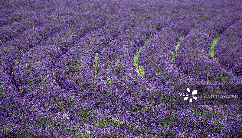 薰衣草花田图片素材