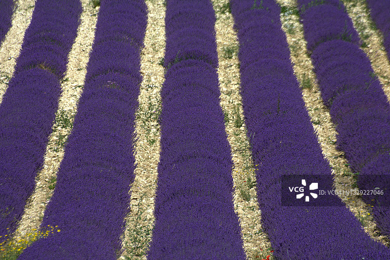 薰衣草花田图片素材