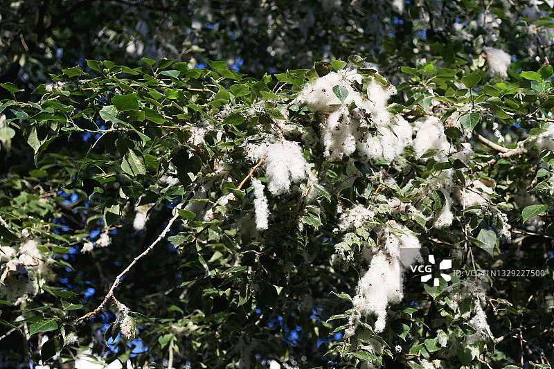 三角叶杨树枝上的种子图片素材