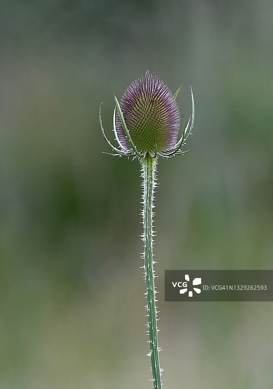 野生风车草图片素材